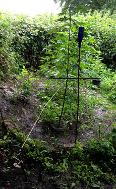 Growreport Bild 7