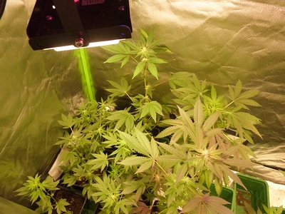 Growreport Bild 28