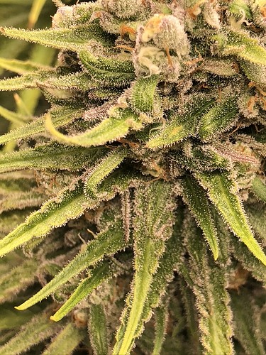Growreport Bild 3