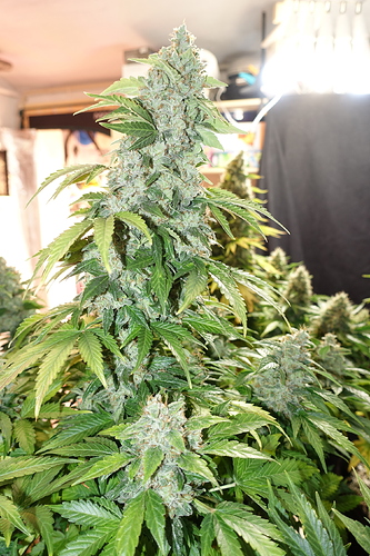 Growreport Bild 29