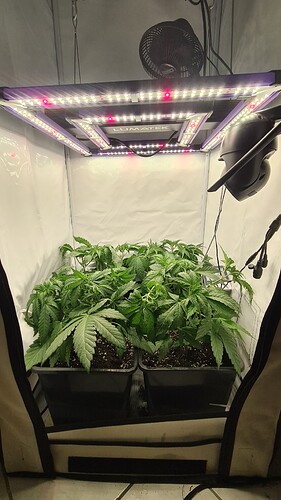 Growreport Bild 2
