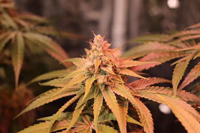 Growreport Bild 25
