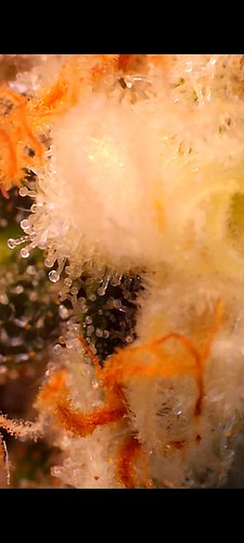 Growreport Bild 9