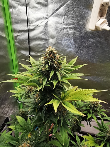Growreport Bild 2