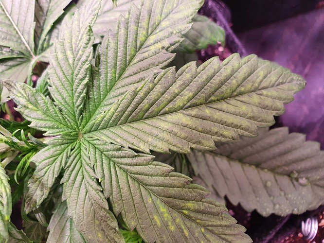 Growreport Bild 13
