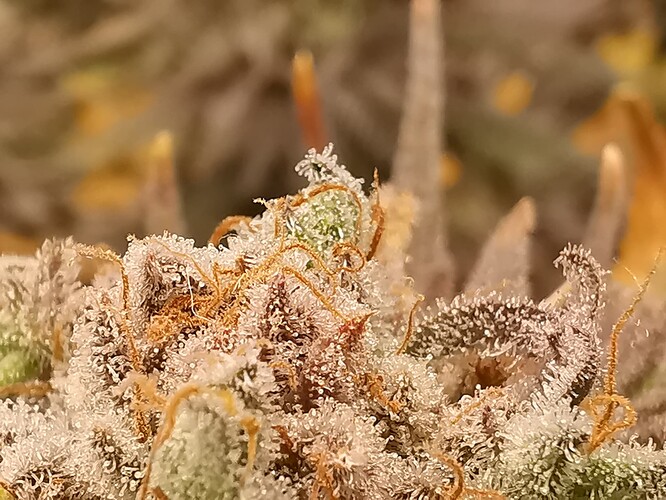Growreport Bild 35