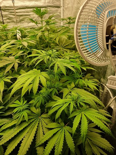 Growreport Bild 53