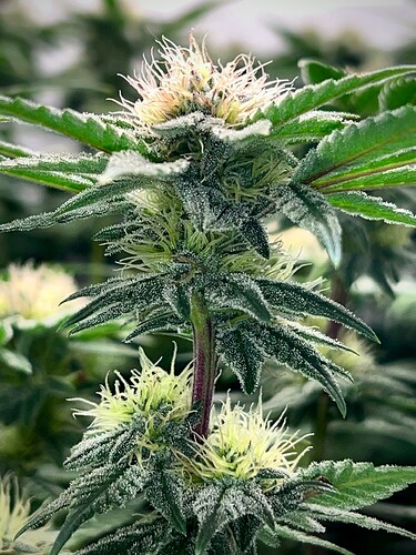 Growreport Bild 15