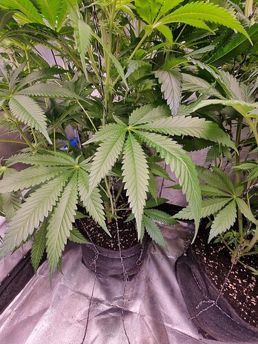 Growreport Bild 3