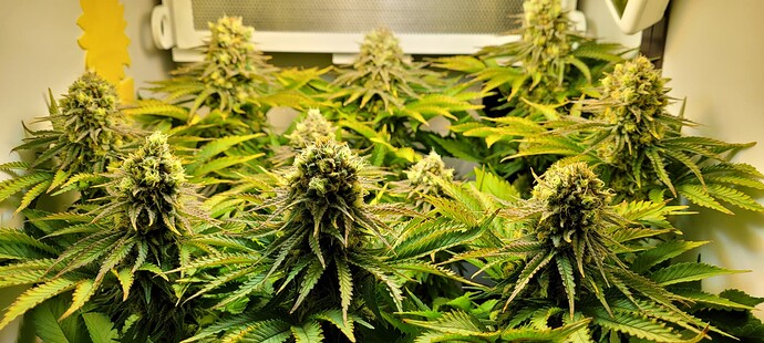 Growreport Bild 1