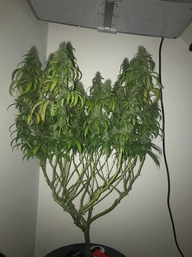 Growreport Bild 1