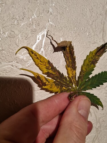 Growreport Bild 70