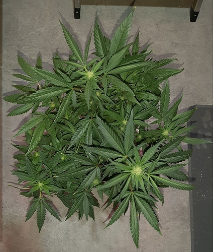 Growreport Bild 5