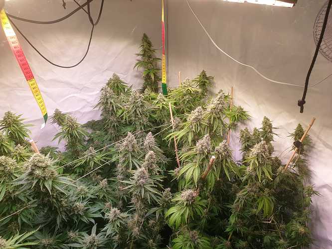 Growreport Bild 8