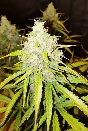 Growreport Bild 25