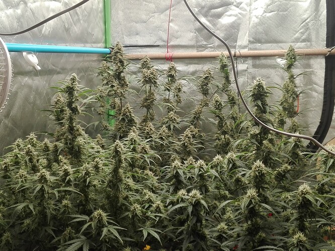 Growreport Bild 15