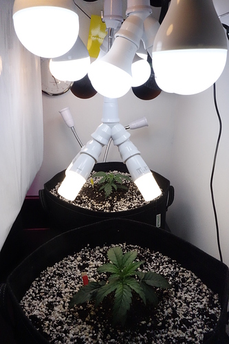 Growreport Bild 4