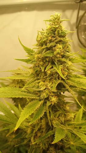 Growreport Bild 25