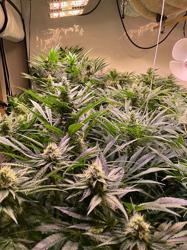 Growreport Bild 9