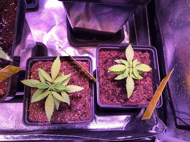 Growreport Bild 33