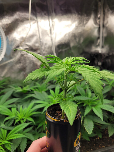 Growreport Bild 6