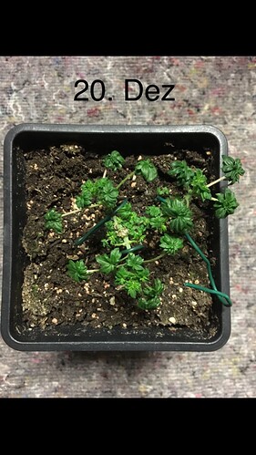 Growreport Bild 5