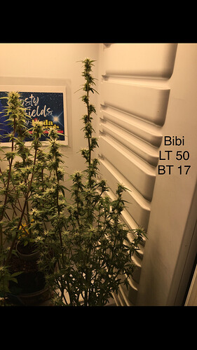 Growreport Bild 16