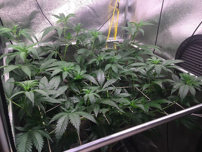 Growreport Bild 2