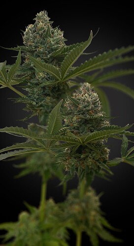 bud-02