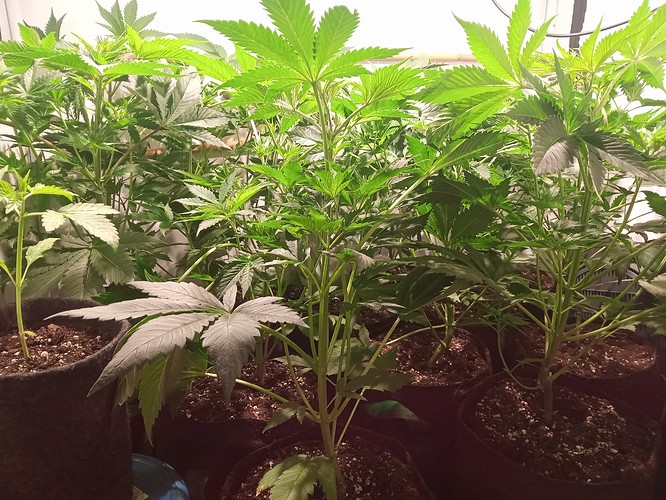 Growreport Bild 5