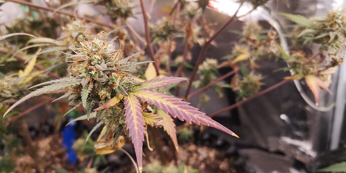 Growreport Bild 9