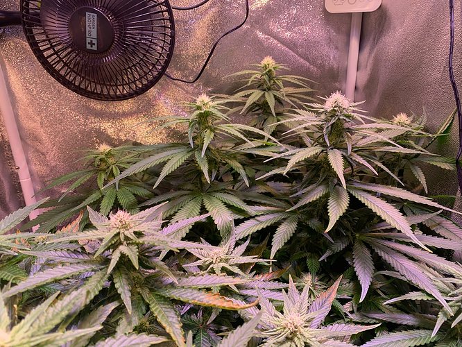 Growreport Bild 2