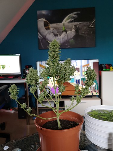 Growreport Bild 4