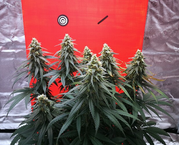 Growreport Bild 12