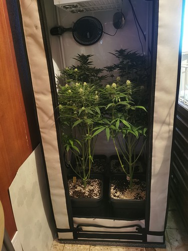 Growreport Bild 1