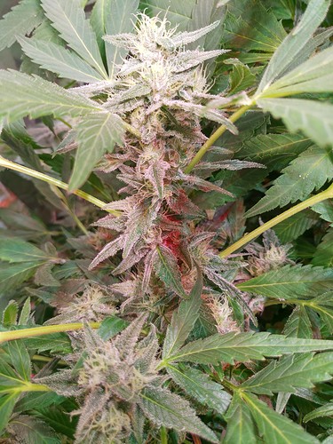 Growreport Bild 4