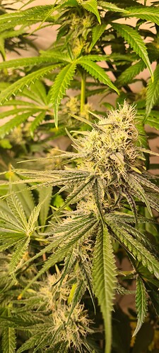 Growreport Bild 6