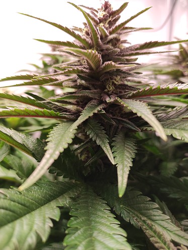 Growreport Bild 5