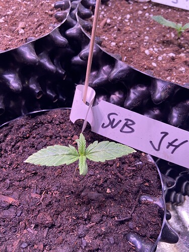 Growreport Bild 19