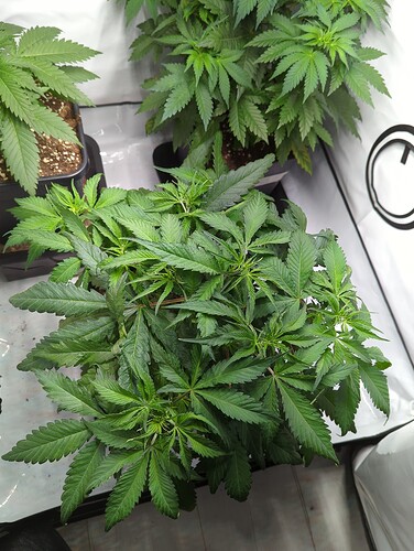 IMG_20220126_121342_1