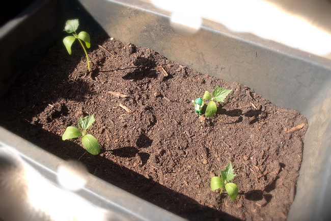 Growreport Bild 2