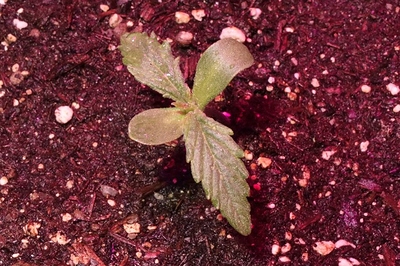 Growreport Bild 22