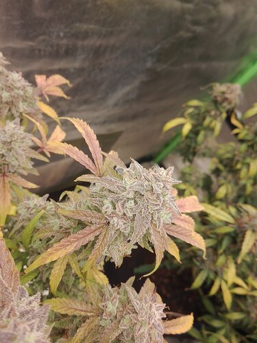 Growreport Bild 6