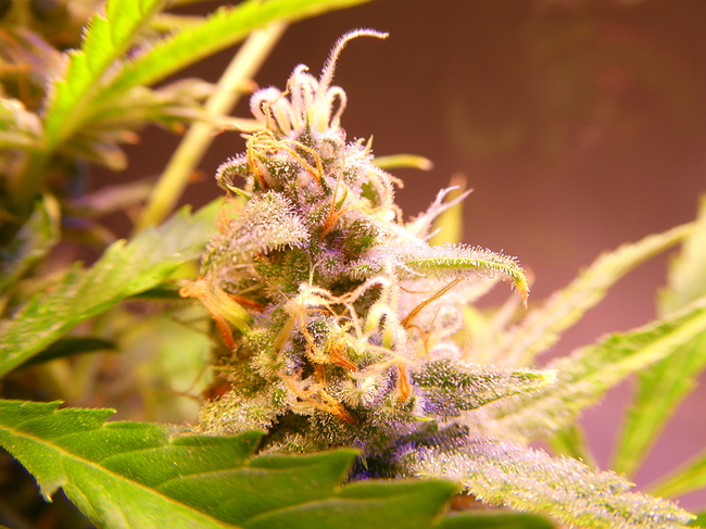 Growreport Bild 13