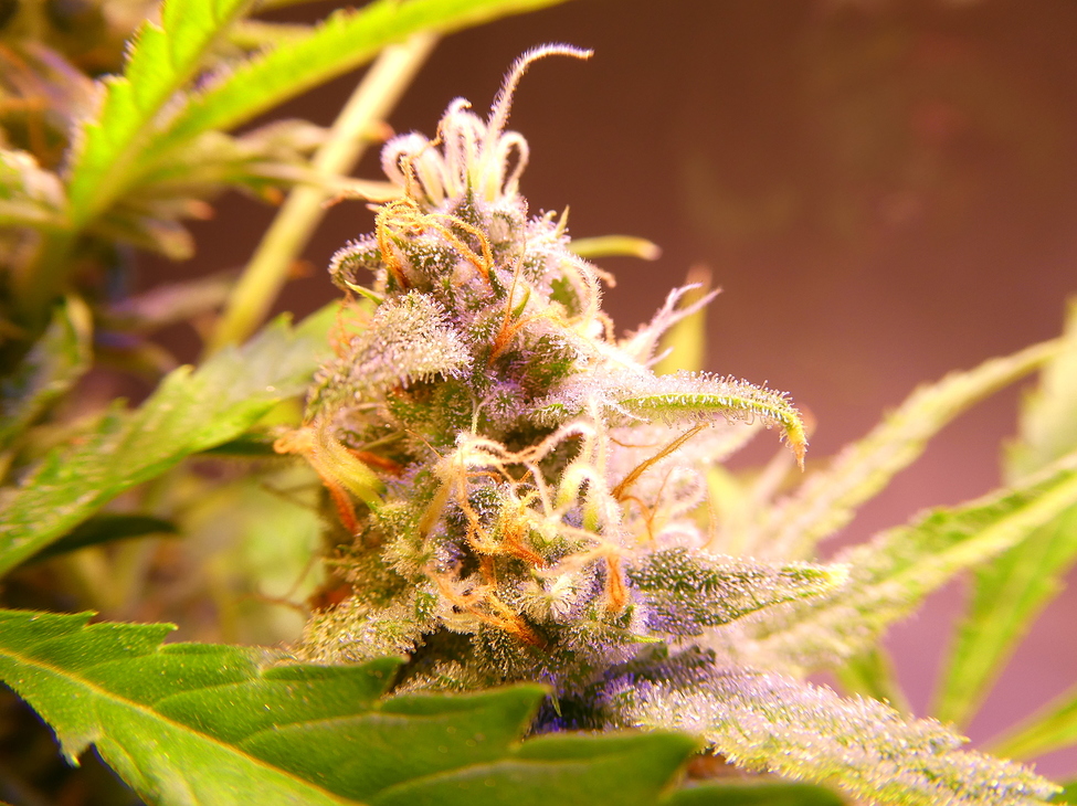 Virgin Grow Feedback willkommen