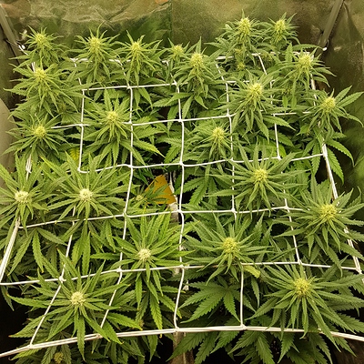 Growreport Bild 14