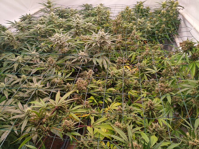 Growreport Bild 3