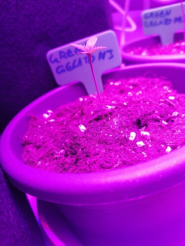 Growreport Bild 18