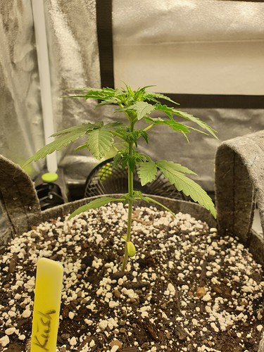 Growreport Bild 7
