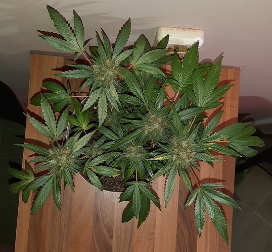 Growreport Bild 2